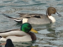 More Northern Pintail Ducks