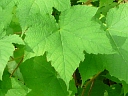Purple-flowering Raspberry