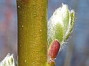 Pussy Willow