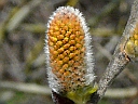 Pussy Willow