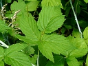 Black Raspberry