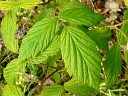 Red Raspberry