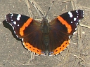 Red Admiral