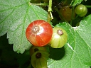 Red Currant