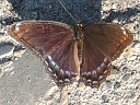 Red-spotted Purple