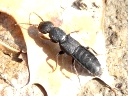 Ocypus species?