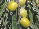 Russian Olive