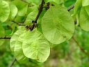 Siberian Elm