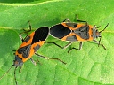 More Small Milkweed Bugs