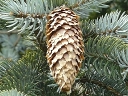 Colorado Spruce
