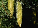 Norway Spruce