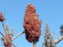 Staghorn Sumac