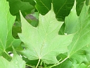 Sugar Maple