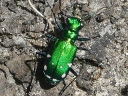 More Six-spotted Tiger Beetles