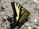 More Eastern Tiger Swallowtails