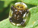 Clavate Tortoise