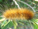Virginian Tiger larva