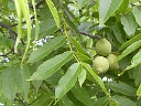 Black Walnut
