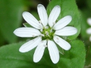 More Water Chickweed