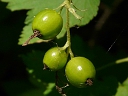 Wild Black Currant