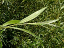Sandbar Willow