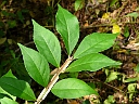 Winged Euonymus