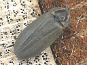 Winter Firefly