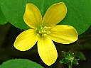 More Yellow Wood Sorrel