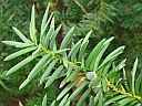 Japanese Yew