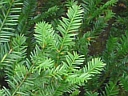Canada Yew